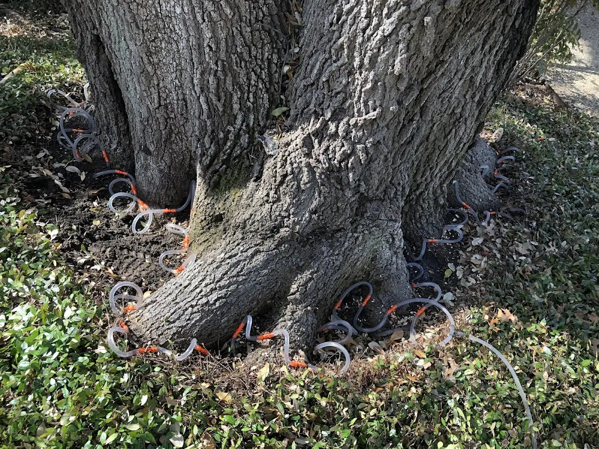 Detailed Shrub and Hedge Trimming job site in New Sarpy