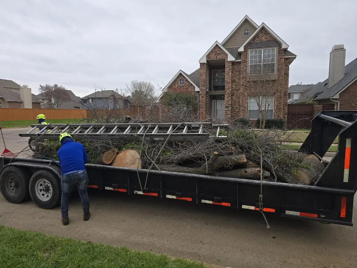 Expert Tree Pest Control with proper safety equipment in New Sarpy